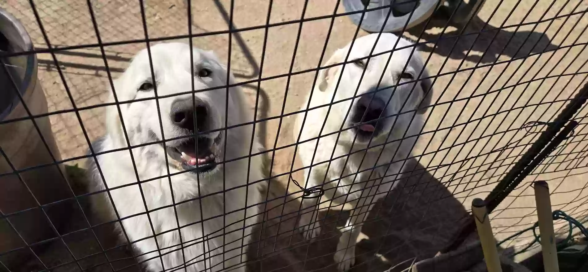 adoptable Dog in Anza,CA named Fenn